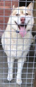 Husky and Malamute Rescue Inc Perth WA HAMR Siberian Husky Alaskan Malamute
